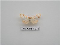 藏品(二斑叉紋苔蛾)的圖片